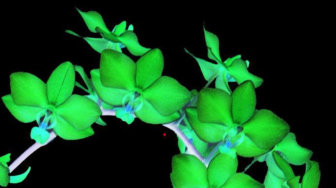 Visual retentivity of an orchid in the brain. © Carleton