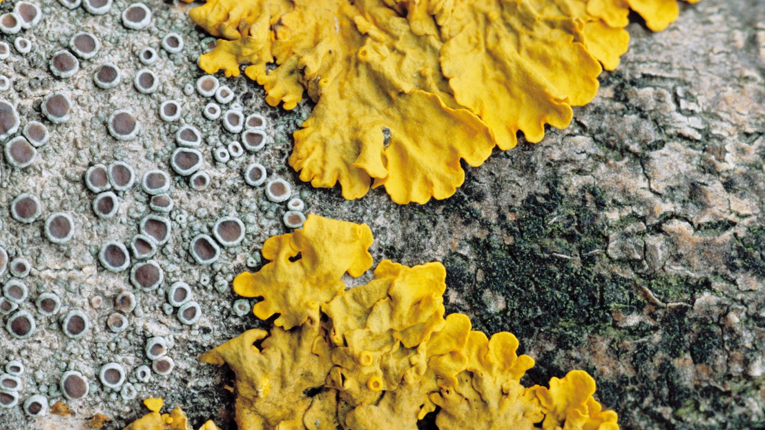 Lichens © thinkstockimages.com