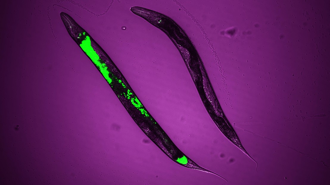 Tracing the activation mechanism of mitochondrial stress response and longevity in C. elegans. Credit: Terytty Yang Li and Arwen W. Gao, EPFL