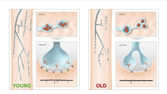 Model of NMJ synaptic structural changes in response to miniature event decline during ageing.  © Laboratory of Neural Genetics and Disease / EPFL
