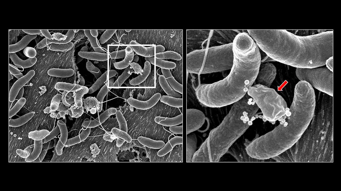 V. cholerae’s growth and competition on natural surfaces (left). Credit: M. Blokesch & G. Knott V. cholerae’s growth and competition on natural surfaces (left). Credit: M. Blokesch & G. Knott