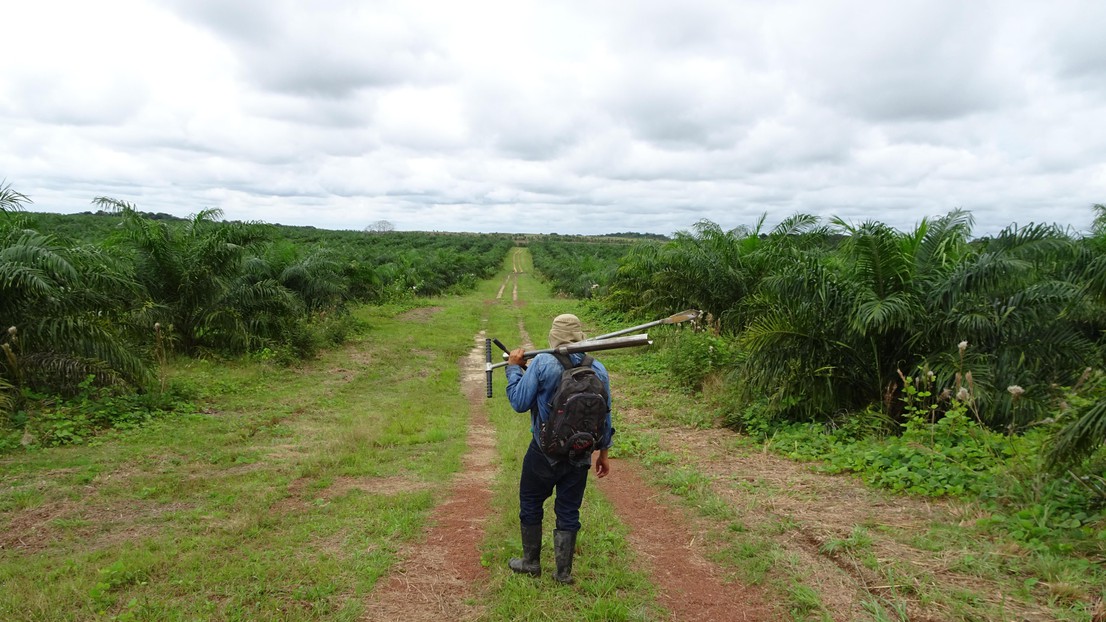 Scientists have studied the conversion of savannas into oil palm plantations 2020 EPFL/   Laboratoire ECOS - CC-BY-SA 4.0