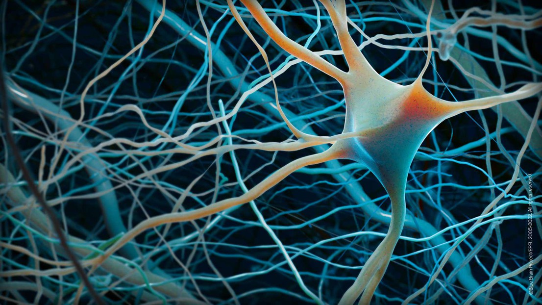 2022 EPFL/ Blue brain project- CC-BY-SA 4.0