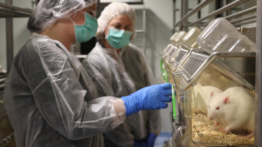 In April 2022,around 350 rats were housed in EPFL's animal facilities. © Alain Herzog, EPFL In April 2022,around 350 rats were housed in EPFL's animal facilities. © Alain Herzog, EPFL