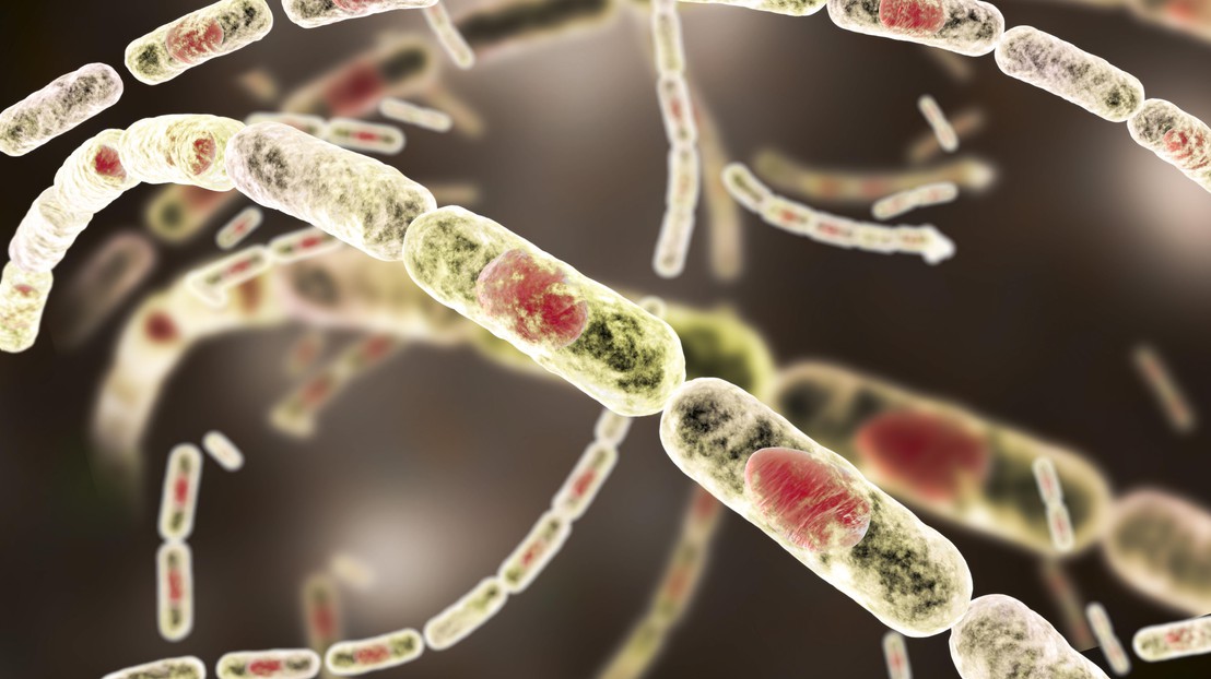 Bacillus anthracis. EPFL / iStock