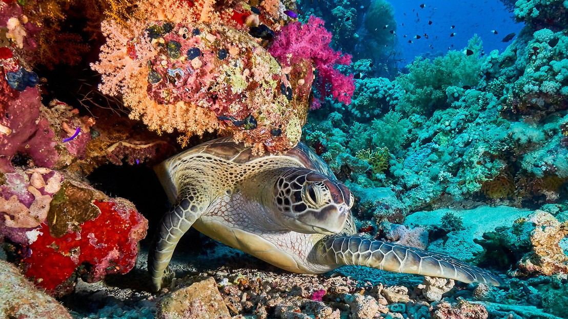 Several EPFL laboratories are working to pinpoint what makes Red Sea corals so resilient to global warming and pollution. 2023 EPFL/ Guilhem Banc-Prandi- CC-BY-SA 4.0 Several EPFL laboratories are working to pinpoint what makes Red Sea corals so resilient to global warming and pollution. 2023 EPFL/ Guilhem Banc-Prandi- CC-BY-SA 4.0