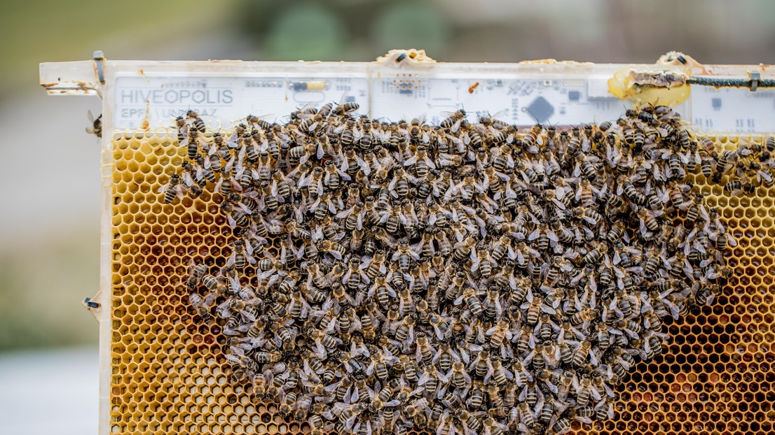 The robotic system is shown in an experimental hive. 2023 EPFL/ Artificial Life Lab - University of Graz - Hiveopolis- CC-BY-SA 4.0 The robotic system is shown in an experimental hive. 2023 EPFL/ Artificial Life Lab - University of Graz - Hiveopolis- CC-BY-SA 4.0