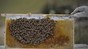 The robotic system is shown in an experimental hive. 2023 EPFL/ Hiveopolis- CC-BY-SA 4.0