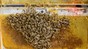 The robotic system is shown in an experimental hive. 2023 EPFL/ Hiveopolis- CC-BY-SA 4.0