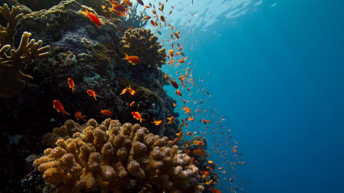 Corals are at risk of going extinct due to global warming.2023 EPFL / A. Roik- CC-BY-SA 4.0