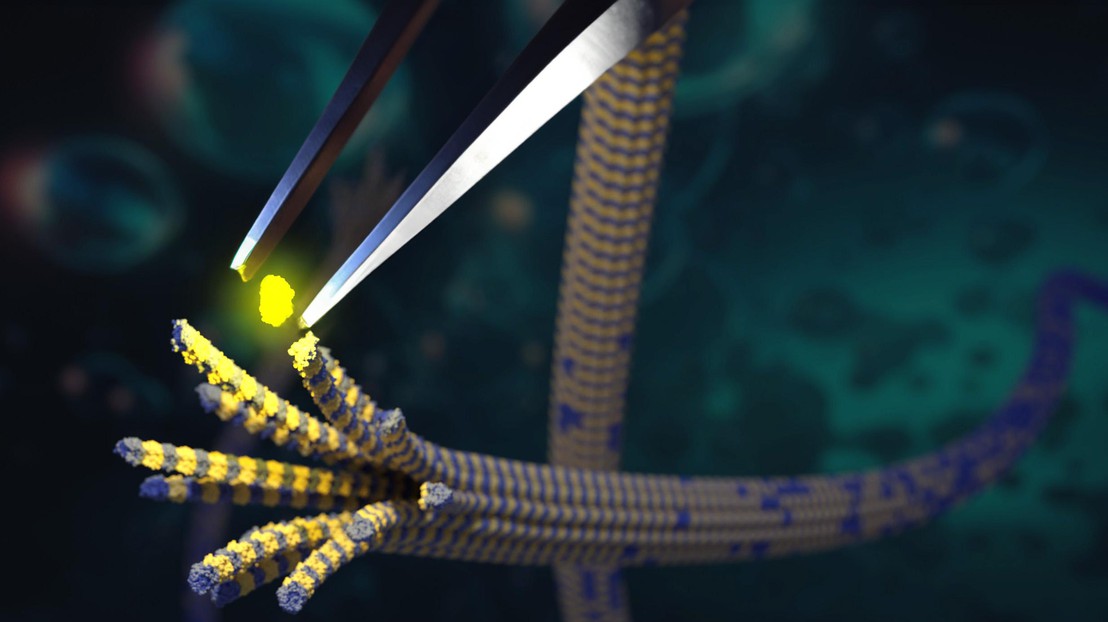An illustration of tubulin handled by a metaphorical pair of tweezers. 2023 EPFL/ Beat Fierz- CC-BY-SA 4.0 An illustration of tubulin handled by a metaphorical pair of tweezers. 2023 EPFL/ Beat Fierz- CC-BY-SA 4.0