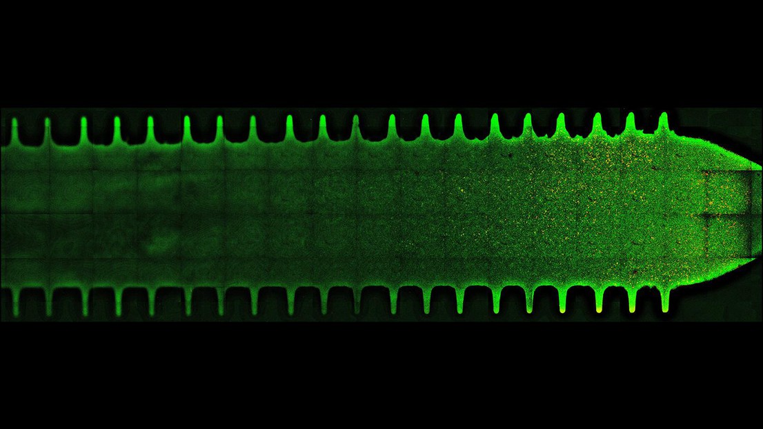 The gut commensals Bacteroides thetaiotaomicron and B. fragilis form biofilms in crypt-like features.  2023 EPFL/ Jeremy Wong- CC-BY-SA 4.0