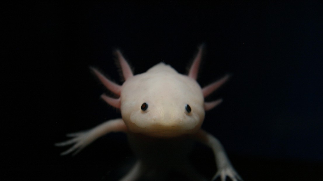 An axolotl © Tatiana Sandoval-Guzmán (Université technique de Dresde) An axolotl © Tatiana Sandoval-Guzmán (Université technique de Dresde)