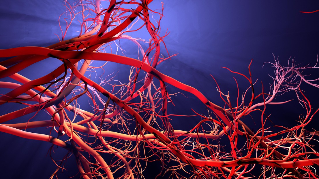 Blood vessels © iStock 2023 Blood vessels © iStock 2023