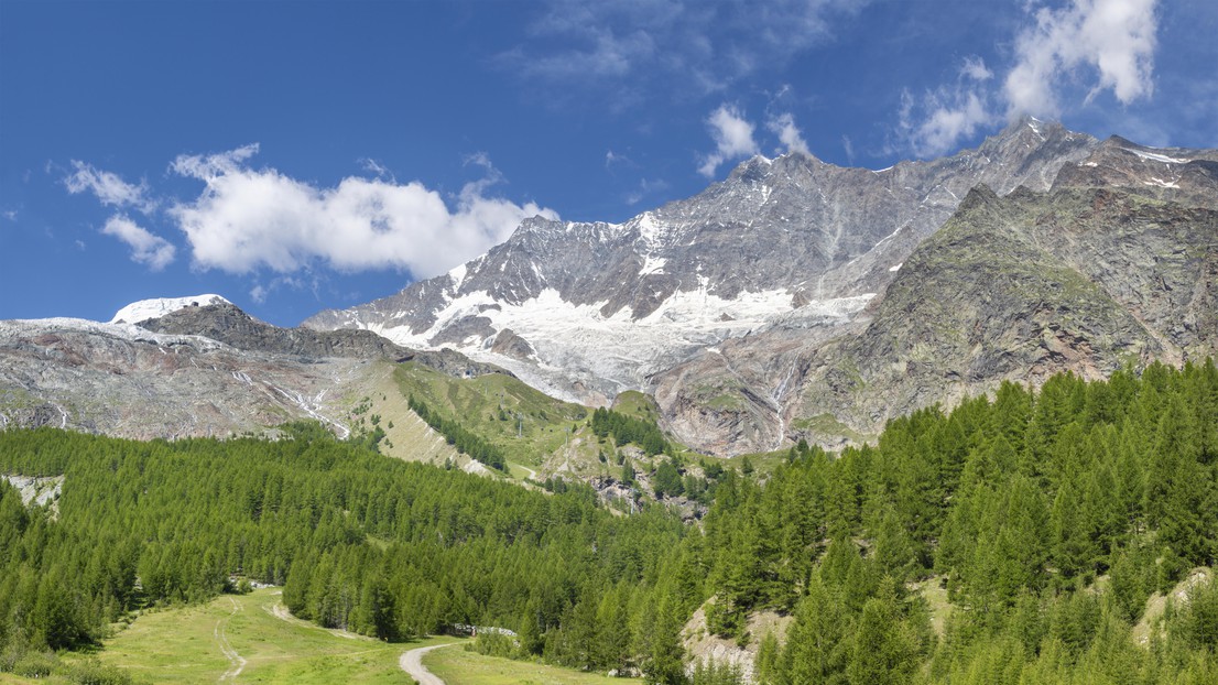 Treelines are rising as a result of global warming.© Istock/semak