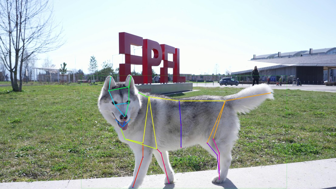 Alona's movements tracked by the SuperAnimal model © Kaosmovies / EPFL 2024