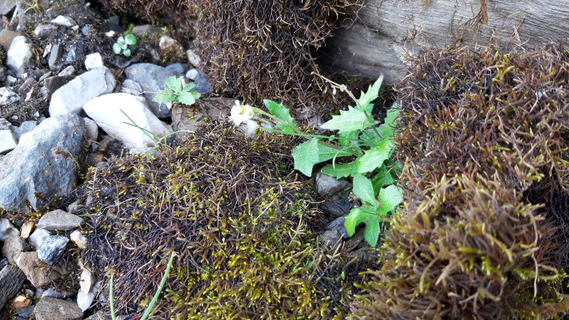 The alpine rock-cress produces white flowers and grows in rocky, sandy mountain soil as well as in cracks in mountain rocks © GEOME / 2024 EPFL CC-BY-SA 4.0