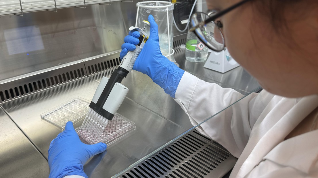 Pipetting brain organoids at Fides Zenk's laboratory - 2025 EPFL/Zenk Lab - CC-BY-SA 4.0