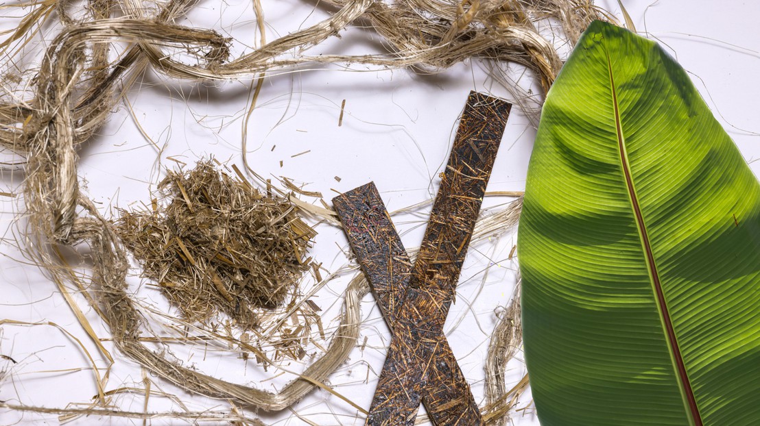 A promising avenue for certain composites: banana fiber. 2025 EPFL/Alain Herzog - CC-BY-SA 4.0 A promising avenue for certain composites: banana fiber. 2025 EPFL/Alain Herzog - CC-BY-SA 4.0