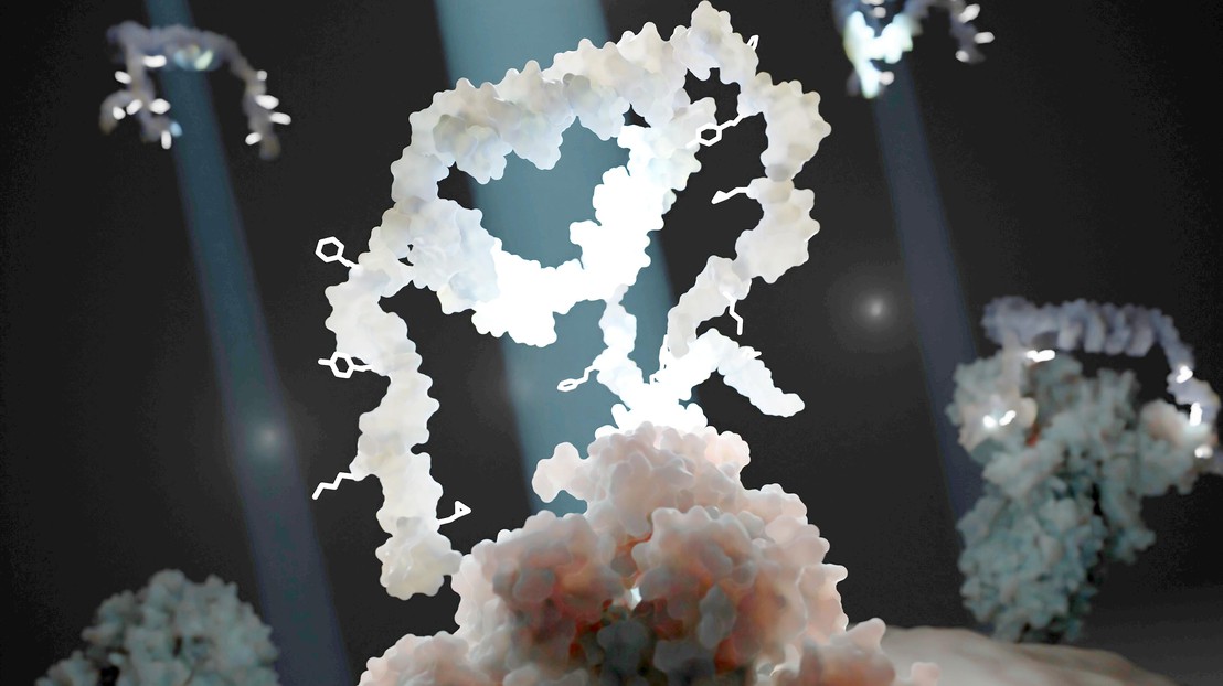 Illustration of the Multivalent Evolved DNA-based SUpramolecular Assemblies (MEDUSA), shown in white, interacting with a target protein (pink). 2025 PBL EPFL CC BY SA 4.0