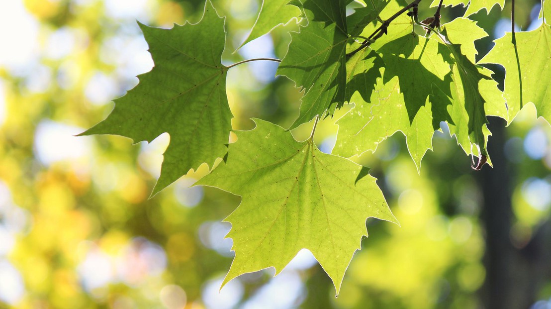 A test was carried out on eight plane trees. © srdjan111 / iStock Photos A test was carried out on eight plane trees. © srdjan111 / iStock Photos