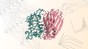 Illustration of a protein binder (pink) interacting with its target (green). LPDI EPFL CC BY SA