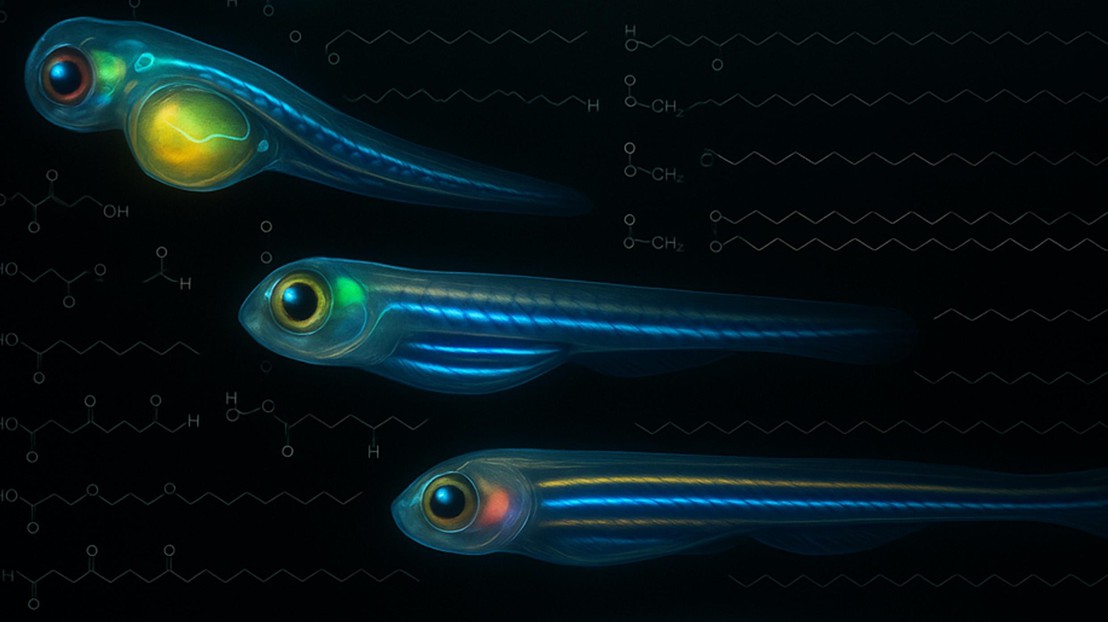 Illustration of zebrafish ©Gioele La Manno (EPFL)