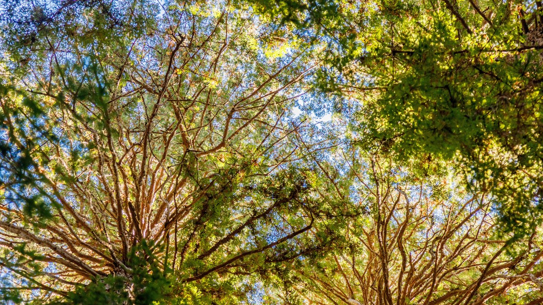 Muir Woods © 2025 EPFL / Paolo Ienne Lopez
