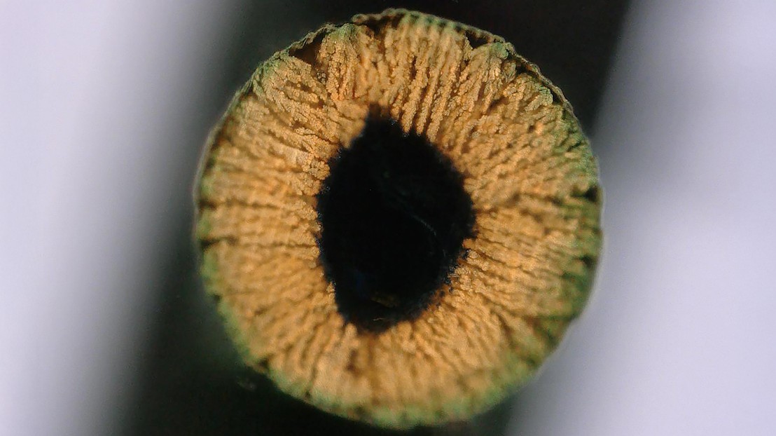 Cross-section of a copper-infused hydrogel. ALCHEMY EPFL CC BY SA Cross-section of a copper-infused hydrogel. ALCHEMY EPFL CC BY SA