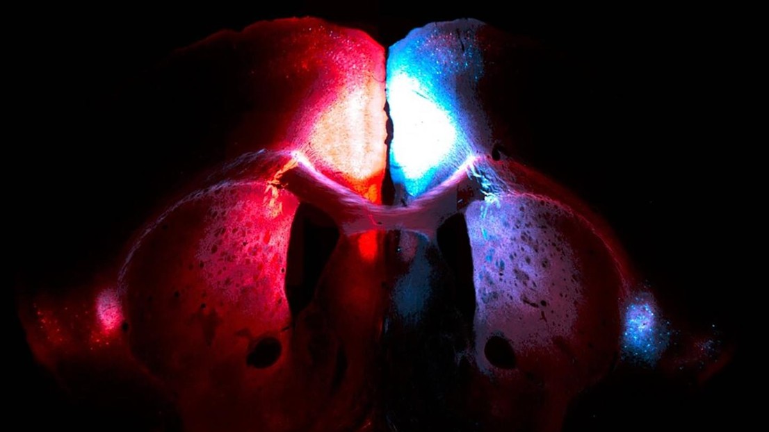 Image of a mouse brain, which Lucie Dixsaut has edited to remove certain details in order to make the image more artistic © Lucie Dixsaut / EPFL Image of a mouse brain, which Lucie Dixsaut has edited to remove certain details in order to make the image more artistic © Lucie Dixsaut / EPFL