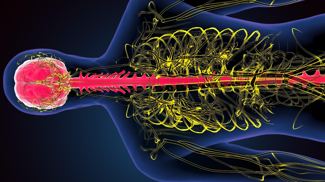 The spinal cord revealed by functional magnetic resonance imaging might unlock new therapies. © iStock The spinal cord revealed by functional magnetic resonance imaging might unlock new therapies. © iStock