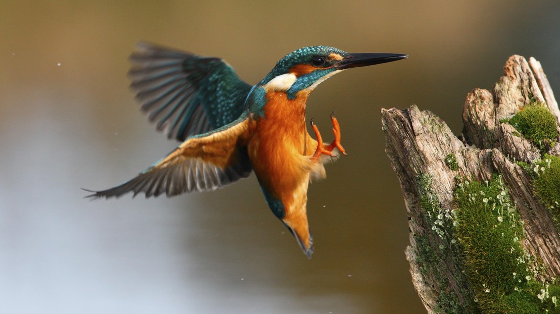 The beak behind the bullet train. © Thinkstockphotos.com