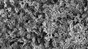 Vibrio cholerae bacteria attached to a chitin surface ©Graham Knott & Melanie Blokesch/EPFL