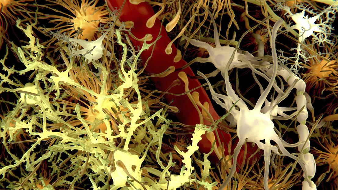 Glial cells (credit: ThinkStock)
