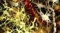Glial cells (credit: ThinkStock)