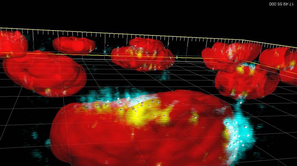 © Bio Imaging facility of EPFL