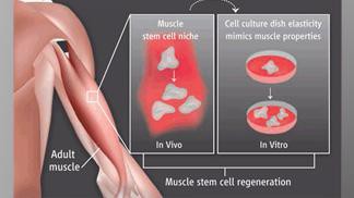 Skeletal Muscle Stem Cell Self-Renewal