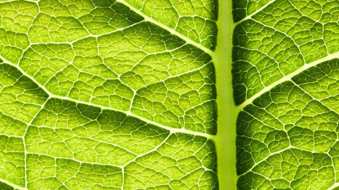 Photosythesis can be re-engineered in a solar cell to produce electricity Photosythesis can be re-engineered in a solar cell to produce electricity