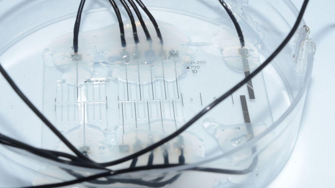 © 2018 Florent-Valéry Cohen - The "nerve-on-a-chip" platform paves the way to using chips to improve neuroprosthetic designs.