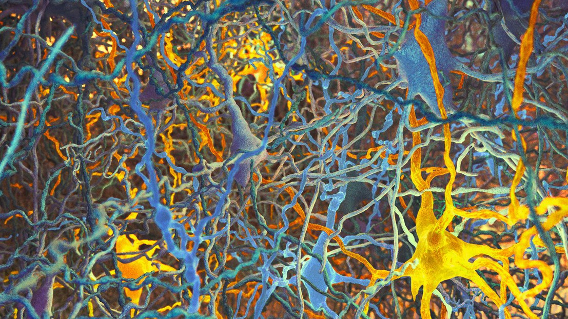 © Blue Brain Project / EPFL 2019
