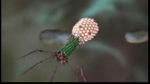 T4 phage artist view © Seyet LLC 