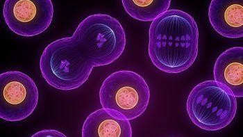 © sciepro / science photo library © sciepro / science photo library