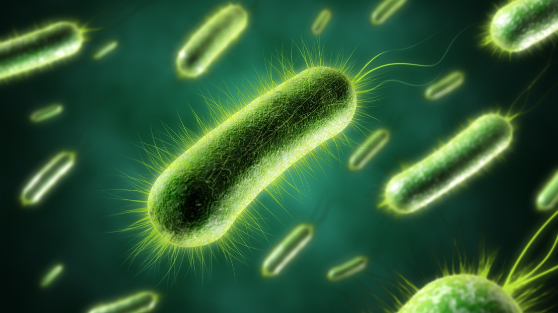 Bacteria. Credit: iStock Bacteria. Credit: iStock
