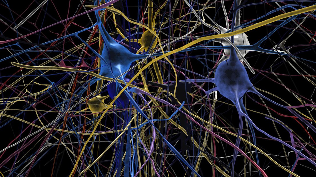 © EPFL / Blue Brain © EPFL / Blue Brain