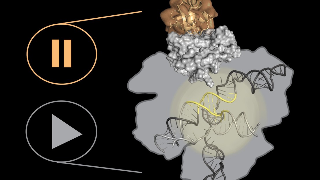 The synthetic AcrX protein (in orange) acts as a pause button giving greater control over CRISPR-Cas9 (in grey) genome-editing © Z. Harteveld 2020 EPFL