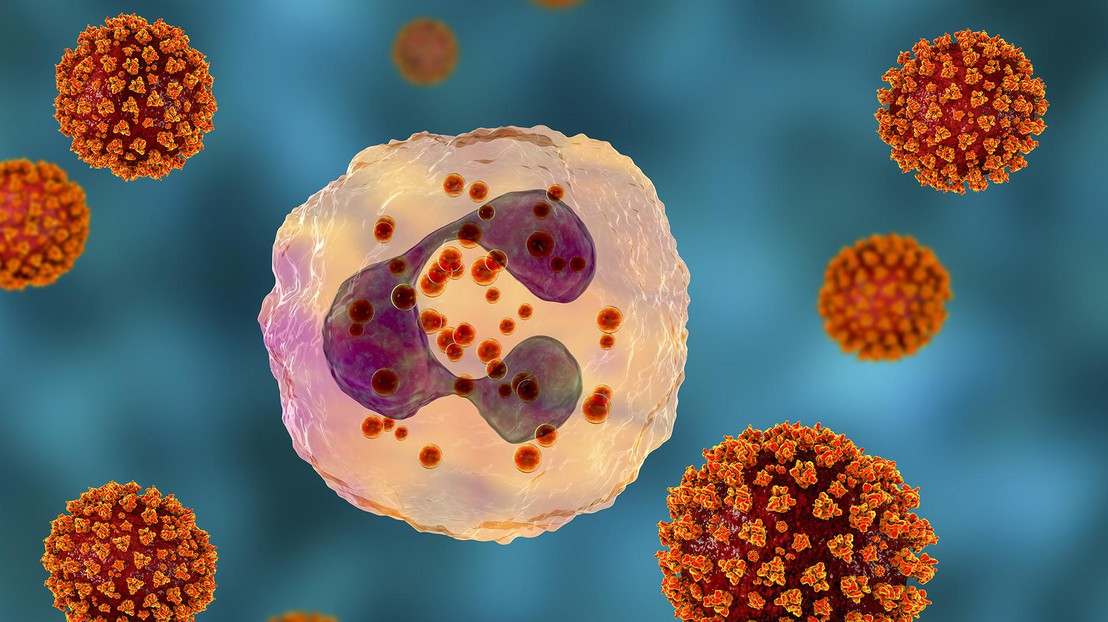 A neutrophil interacting with SARS-CoV2. Credit: Adobe Stock Photos A neutrophil interacting with SARS-CoV2. Credit: Adobe Stock Photos
