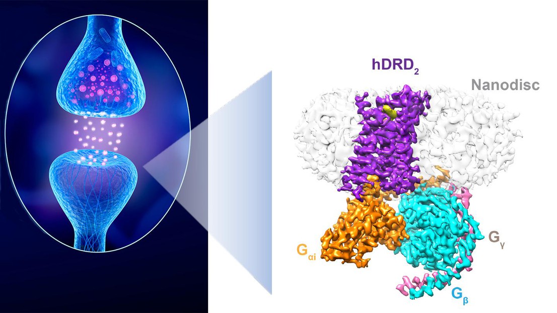 A dopaminergic synapse between a neuron releasing dopamine and a neuron sensing the neurotransmitter. Right: The structure of a D2 receptor in “action”. Credit: iStock and P. Barth (EPFL) A dopaminergic synapse between a neuron releasing dopamine and a neuron sensing the neurotransmitter. Right: The structure of a D2 receptor in “action”. Credit: iStock and P. Barth (EPFL)