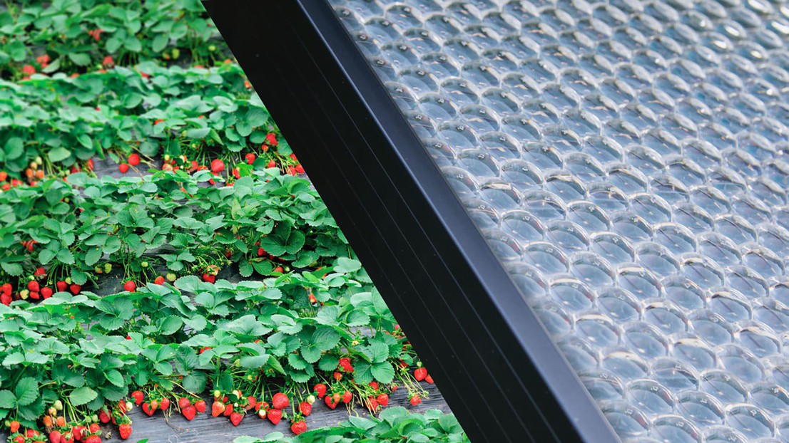 The translucent panels can act as both gtreenhouse covers and power plants © 2020 Insolight The translucent panels can act as both gtreenhouse covers and power plants © 2020 Insolight
