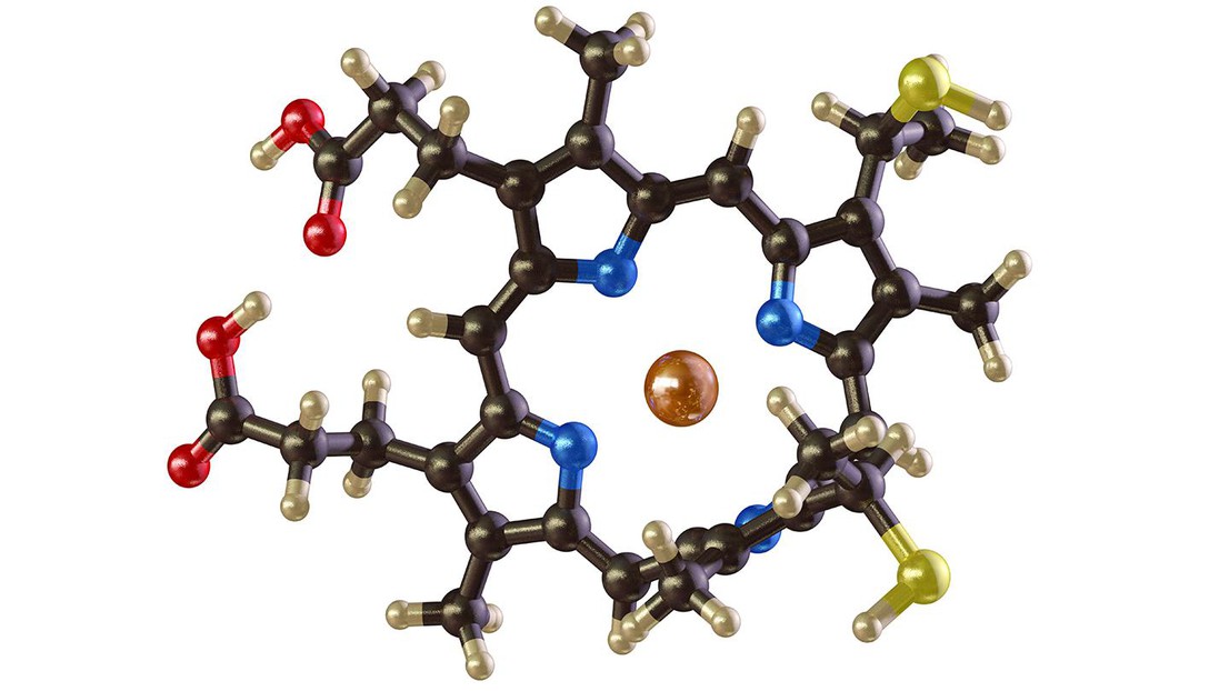 A model of heme. Credit: iStock photos (user: theasis) A model of heme. Credit: iStock photos (user: theasis)