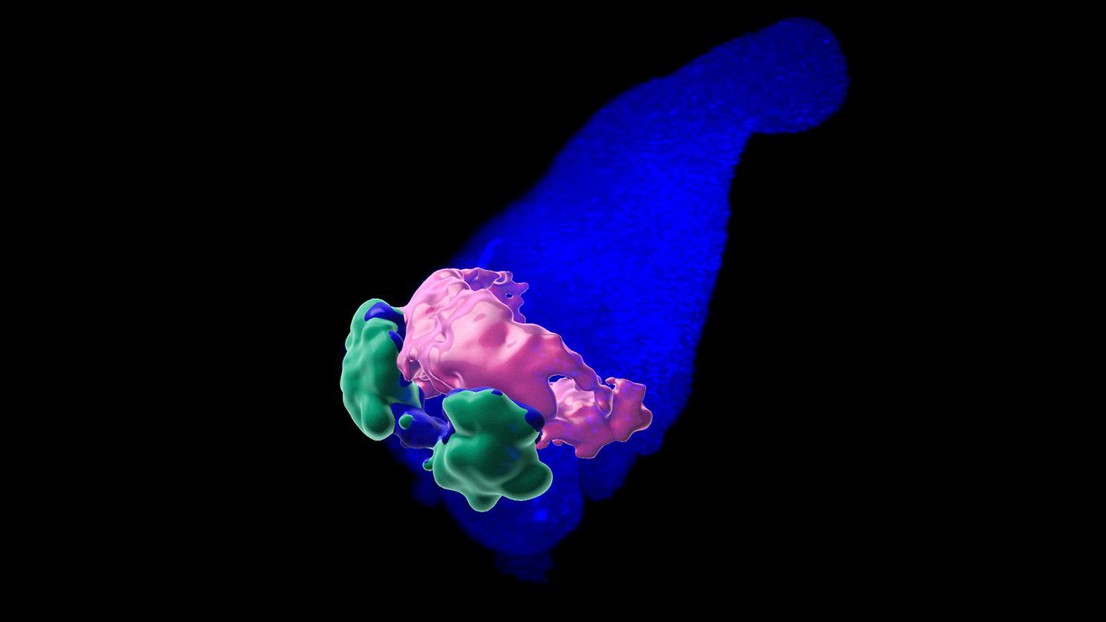 3D structure of the anterior cardiac crescent-like domain in gastruloids. Credit: Giuliana Rossi (EPFL) 3D structure of the anterior cardiac crescent-like domain in gastruloids. Credit: Giuliana Rossi (EPFL)